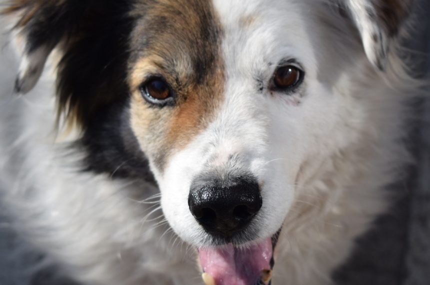 Denzel, ein ganz besonderer Hund