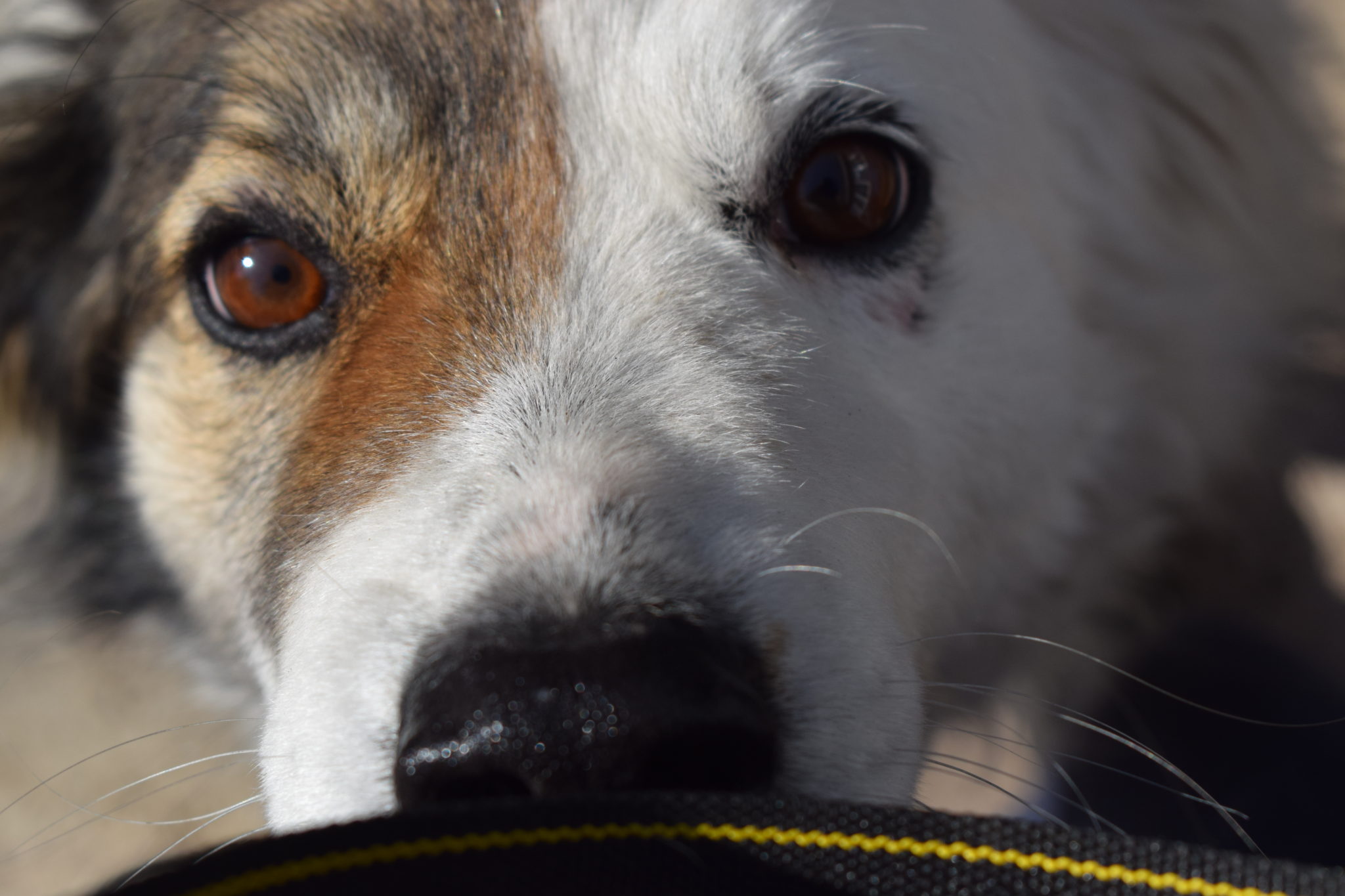 Denzel Tierschutzhof Karlsruhe e.V.