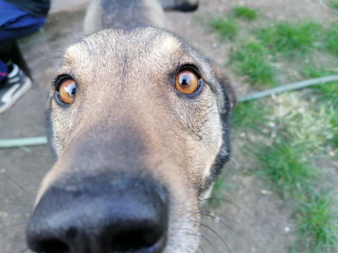 Ist friedhofsmädchen noch aus dem hundemann 2020