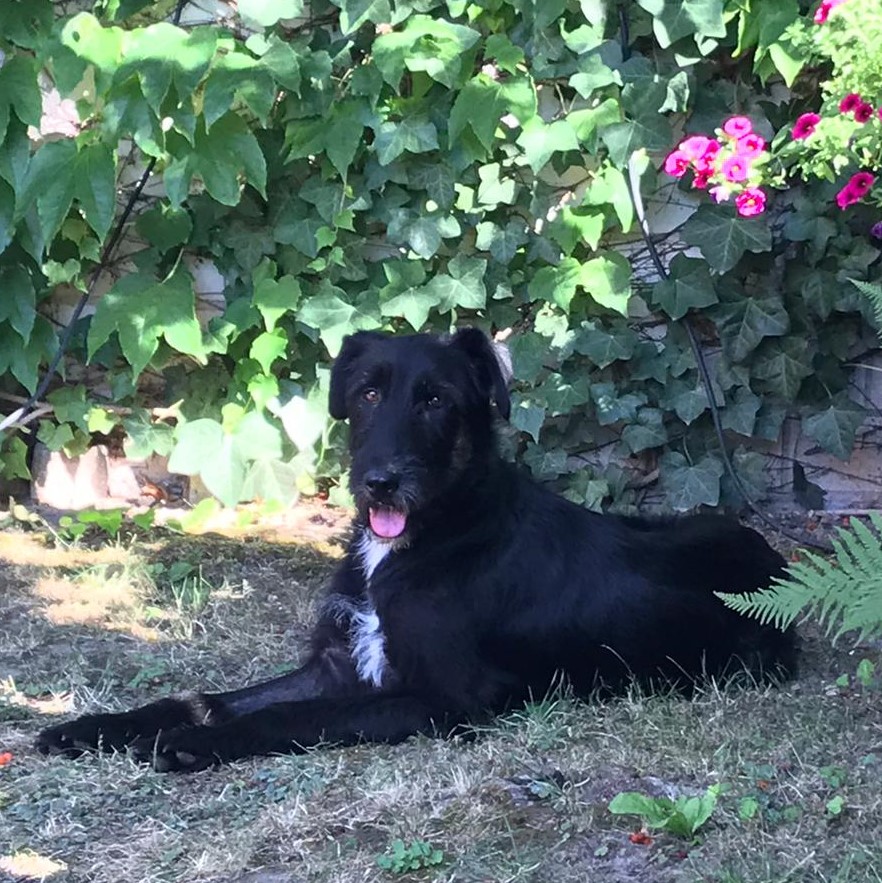 Neyla