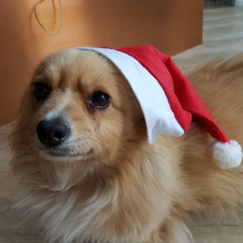 Tiere gehören nicht unter den Weihnachtsbaum