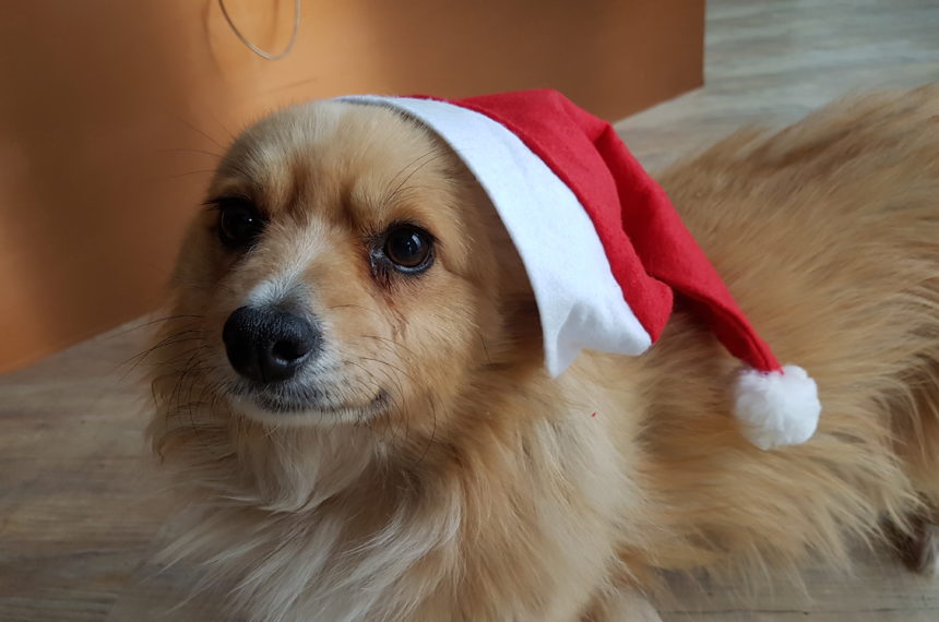 Tiere gehören nicht unter den Weihnachtsbaum