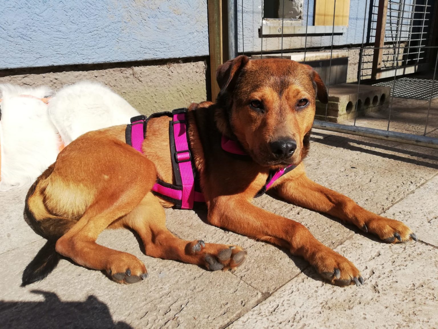 anaplasmose hund erfahrungen