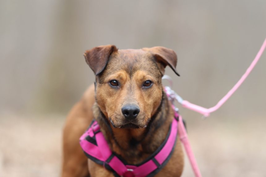 Pinky Tierschutzhof Karlsruhe e.V.