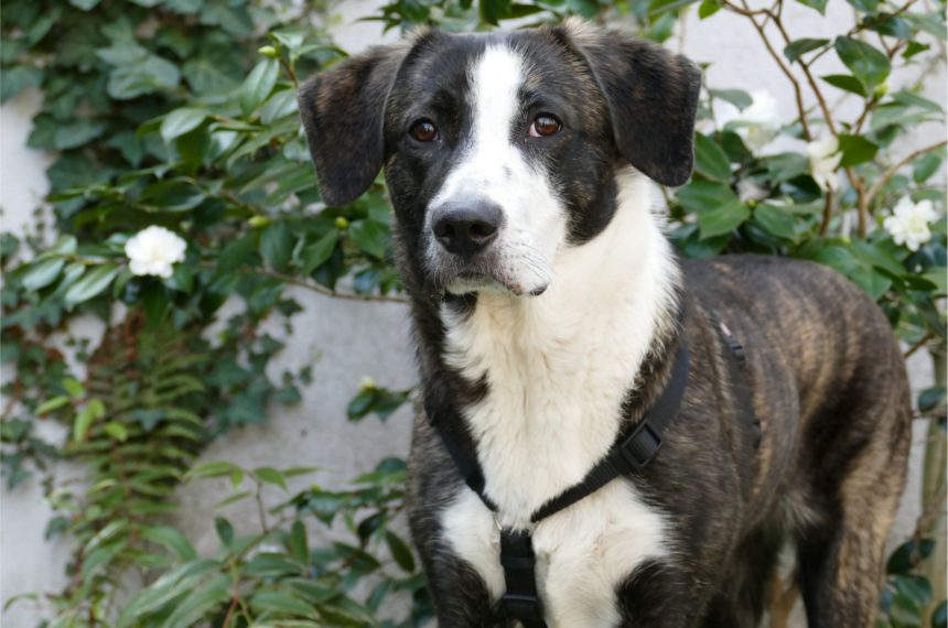 Emma sucht ein neues Zuhause Emma sucht ein neues Zuhause