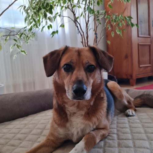 Vermittlungshilfe für einen Familienhund