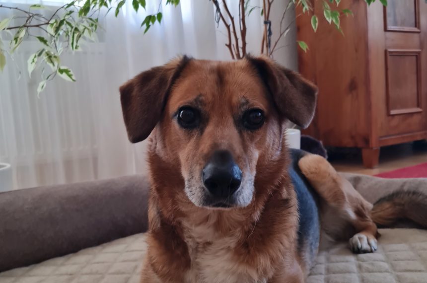 Vermittlungshilfe für einen Familienhund Vermittlungshilfe für einen Familienhund