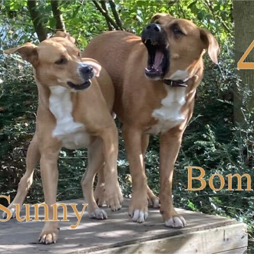 Bombi und Sunny