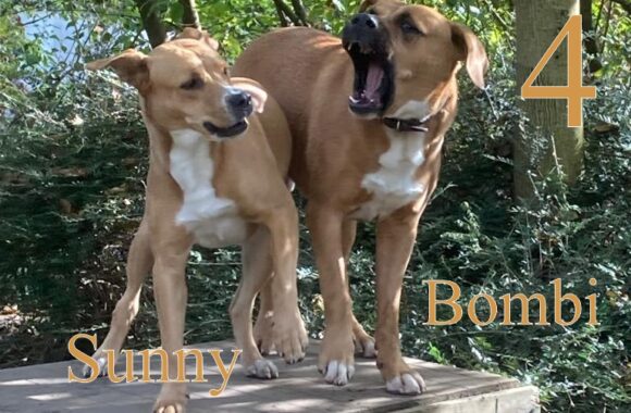 Bombi und Sunny