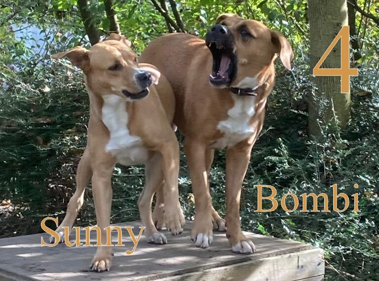 Bombi und Sunny