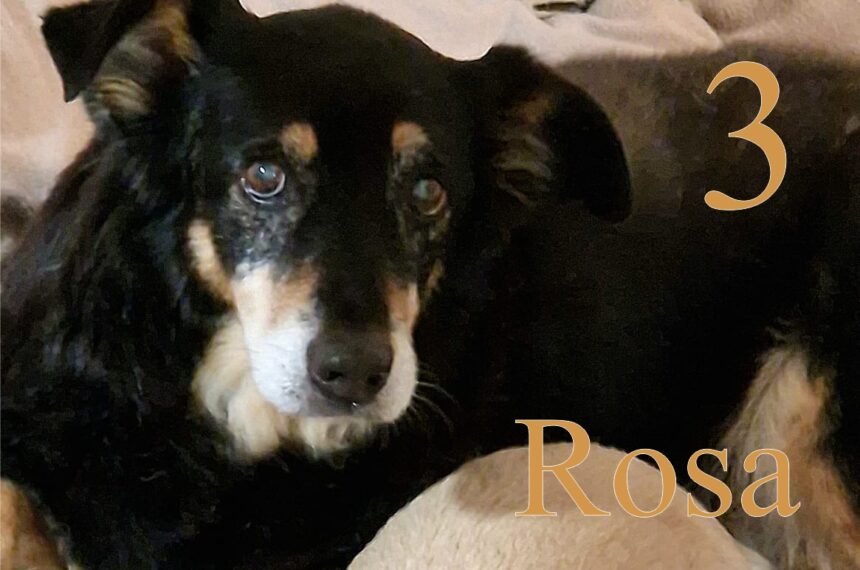 Rosa