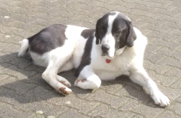 FIERO aus dem Tierheim Hattersheim