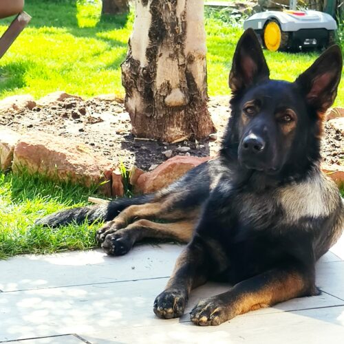 LUNA Sucht ein neues Zuhause