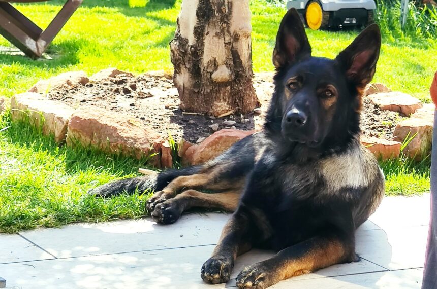 LUNA Sucht ein neues Zuhause