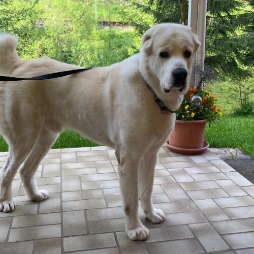 Dean sucht ein neues Zuhause …