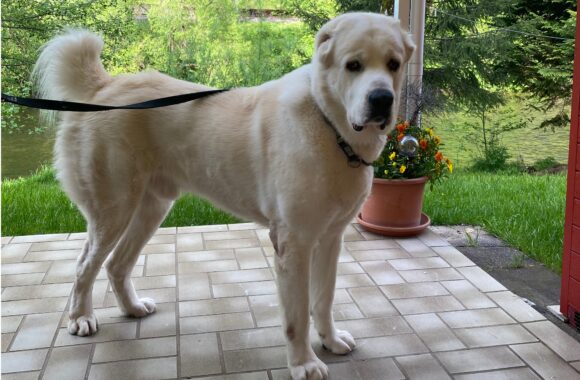 Dean sucht ein neues Zuhause …