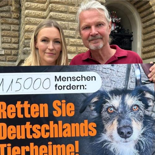 Deutschlands Tierheime schlagen Alarm