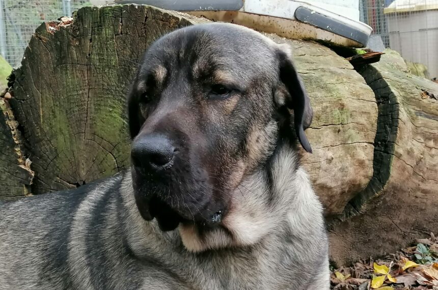 Efe, Opfer einer verantwortungslosen Hundehaltung Efe, Opfer einer verantwortungslosen Hundehaltung