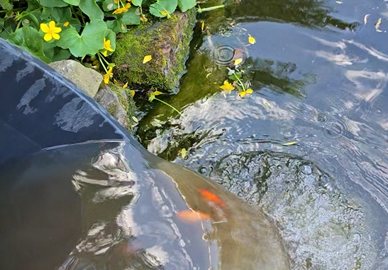 Neuzugänge auf dem Tierschutzhof
