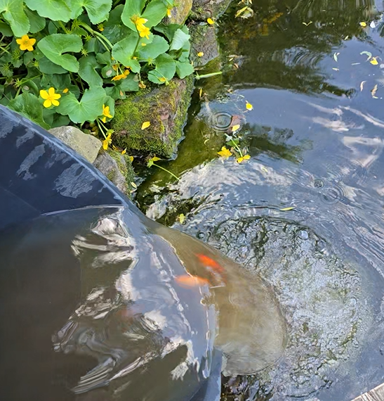 Neuzugänge auf dem Tierschutzhof