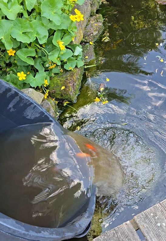 Neuzugänge auf dem Tierschutzhof