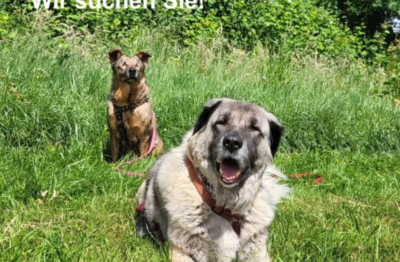 Der Tierschutzhof Karlsruhe e. V. sucht für Verstärkung