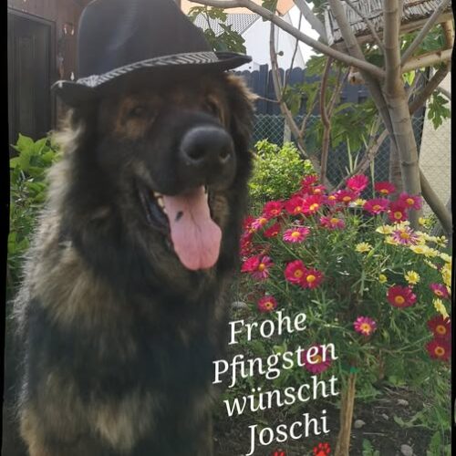 Pfingstgrüße von Joschi Pfingstgrüße von Joschi