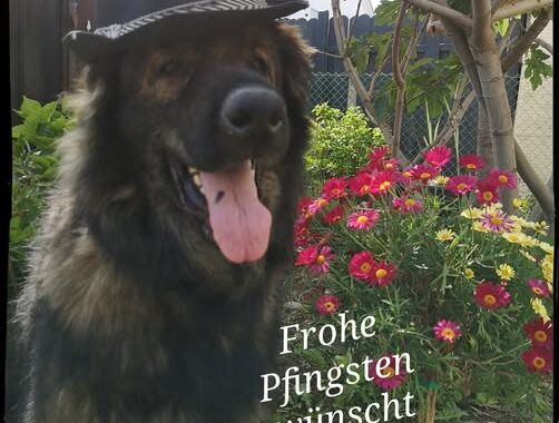 Pfingstgrüße von Joschi