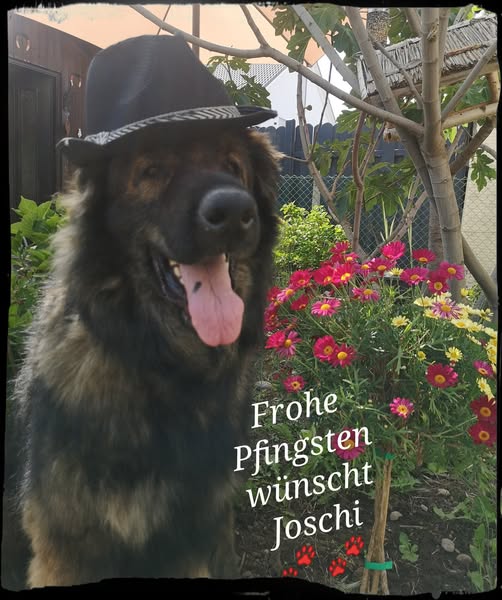 Pfingstgrüße von Joschi Pfingstgrüße von Joschi
