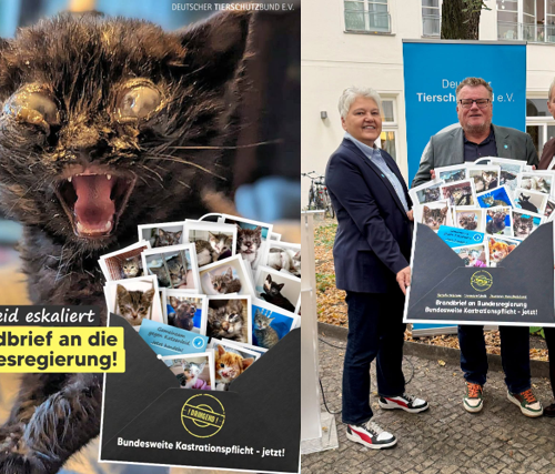 Gemeinsam gegen Katzenleid